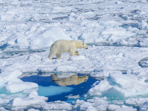 Polar bear (Ursus maritimus) on sea ice with reflection, copy space