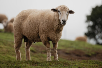 Fototapeta premium A single sheep stands on green grass with blurred sheep and a tree in the background under a cloudy sky.