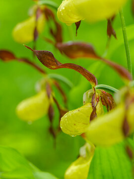 Lady's slipper orchid, Cypripedium calceolus, displays delicate yellow petals with fresh dew in a lush forest, capturing the essence of rare botanical nature exploration, Julian Alps, Tarvisio, Italy.
