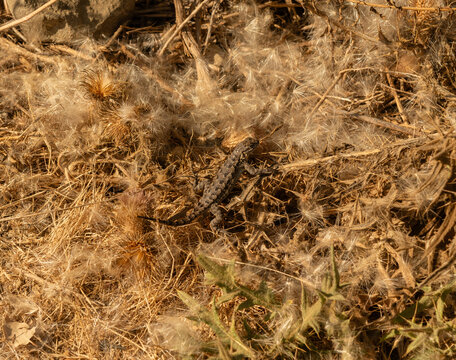 Western Fence Lizard blending in with its environment in Goleta, Santa Barbara County, Southern California