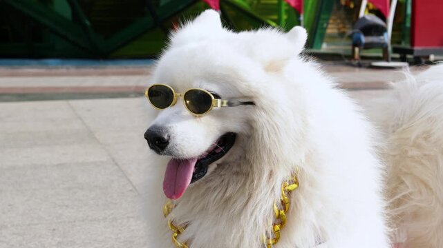 Stylish and cool samoyed dog wearing round sunglasses and a thick gold chain necklace while sitting outdoors. Funny pet fashion and animal humor concept creating a popular meme like character