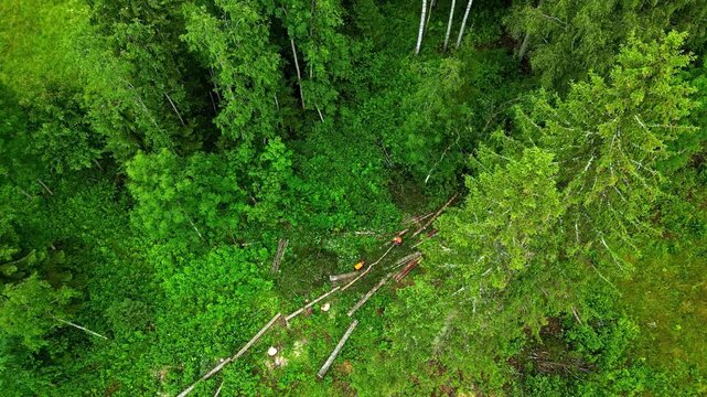 Aerial view of forestry workers in orange safety gear working among fallen logs in a dense green forest in Latvia.