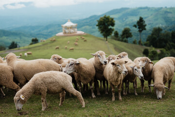 Fototapeta premium A flock of sheep grazing on lush green hills with a white gazebo and tall trees, set against a misty mountainous landscape.