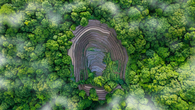 Top-down aerial view of a green forest with a human fingerprint, eco-friendly nature concept, ESG goals, and carbon footprint identity.