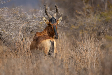 A red hartebeest (Alcelaphus buselaphus caama) standing with its head turned to the side © Tyrone