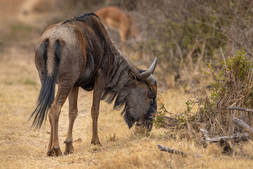 A Blue Wildebeest (Connochaetes taurinus) grazing on grass in the African bush © Tyrone