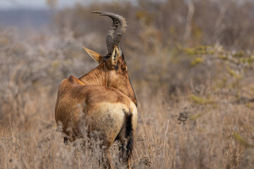 A red hartebeest (Alcelaphus buselaphus caama) standing with its head turned to the side © Tyrone
