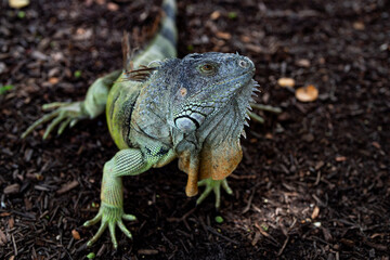 Fototapeta premium Iguana on bright green grass. Iguana raises its head in sunlight. Large iguana carries prominent throat dewlap. Detailed scales define a tropical iguana.
