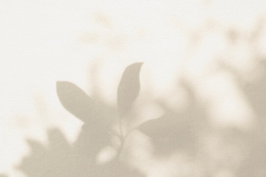 Leaf shadow and light beige background. Nature tropical leaves plant and tree branch shade with sunlight on wall texture for background wallpaper and design, shadow overlay effect