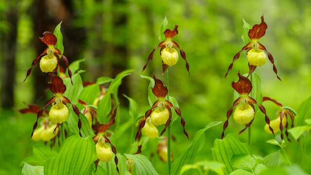 Lady's slipper orchids (Cypripedium calceolus) bloom in a forest, representing rare nature exploration and botanical tourism, showcased in Julian Alps, Tarvisio, Italy, an idyllic outdoor habitat zone