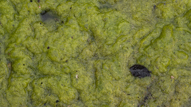 Green algae growing in water creating organic texture