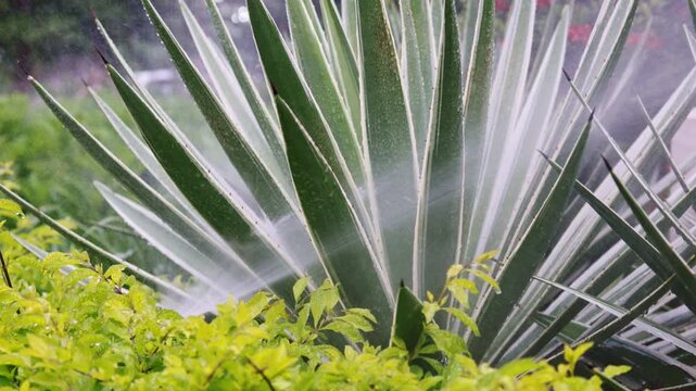 Refreshing water mist from an irrigation system spraying onto a lush variegated agave plant and surrounding foliage, nurturing the vibrant greenery with a gentle shower in a private garden