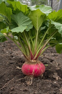 Freshly harvested French Breakfast radish growing in garden soil