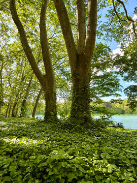 A serene landscape of trees and greenery surrounding a tranquil body of water on a sunny day