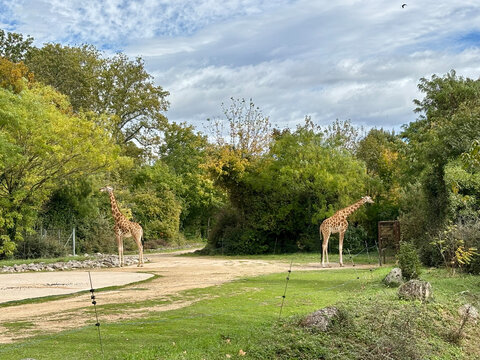 Two giraffes standing in a zoo enclosure surrounded by trees and grass