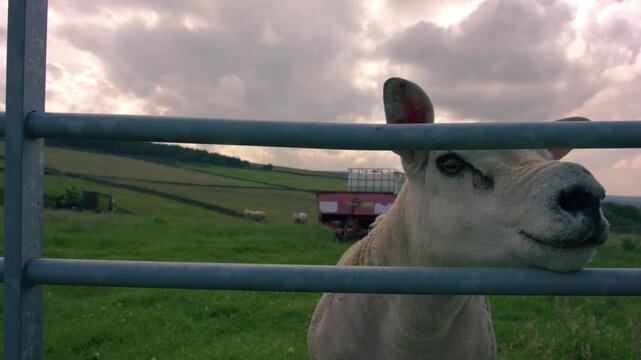 Texel sheep looks through gate 