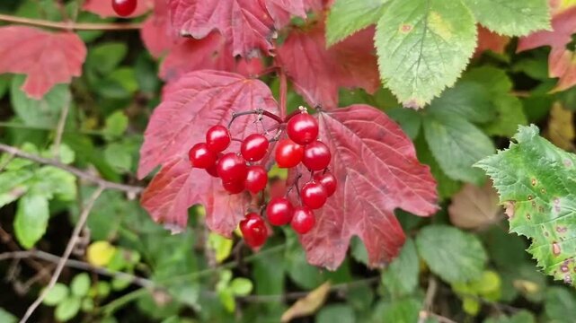 Red guelder-rose (Viburnum opulus) berries and colourful autumn foliage, for nature, foraging, and seasonal autumn fall plant content, shrub stock video footage clip