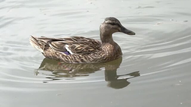 Female mallard duck (Anas platyrhynchos) bird swimming peacefully on a calm pond with clear water reflections, for a nature and wildlife of dabbling ducks, wildlife stock video footage clip