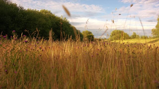 Purple thistles in golden meadow of long grass with blue sky cloudscape background