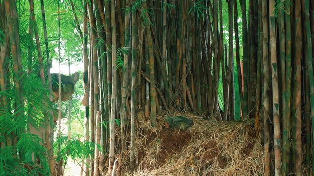 Tranquil Bamboo Grove in Nature