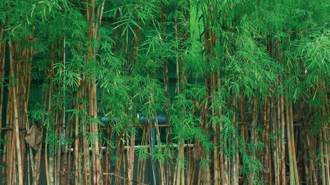 Lush Green Bamboo Forest