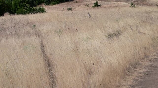 A wide landscape view of a dry, golden-brown grass field swaying in the wind, with a dirt path winding towards a line of green trees under a clear blue sky.