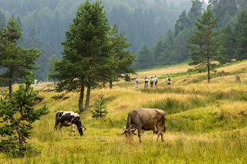 Naklejka premium Cows grazing in a mountain meadow surrounded by pine forests at Balikli Plateau in Bolu, Turkey.