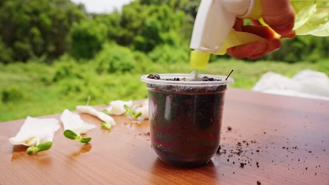 Hand Sprays Water onto Sprouting Seeds in a Soil Filled Cup Outdoors, Supporting Plant Care and Growth