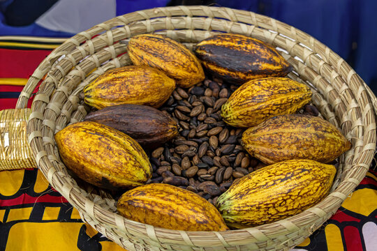 Large organic raw cacao shells with beens pile outside in rattan basket