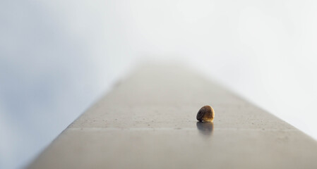 Small snail shell on concrete edge with soft blurred background © Aleksandr.Kai
