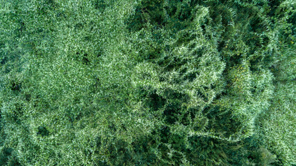Naklejka premium Close-up aerial view of dense forest canopy. Lush green leaves fill the frame. Overlapping branches form thick layer. Textured foliage creates intricate patterns