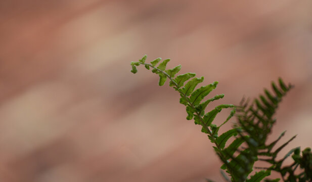 Close-up of a Fresh Green Fern Frond with Selective Focus Against a Blurred Warm Brown Background