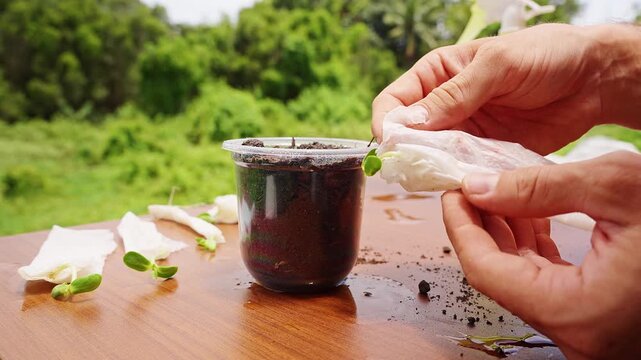 Hands Carefully Unwrap a Germinated Seedling Beside a Soil Filled Cup on a Wooden Table Outdoors, Showing Planting Preparation and Growth Care