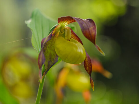 Lady's slipper orchid (Cypripedium calceolus) blooming in a lush wild forest, representing nature conservation and outdoor exploration, Tarvisio, Italy.