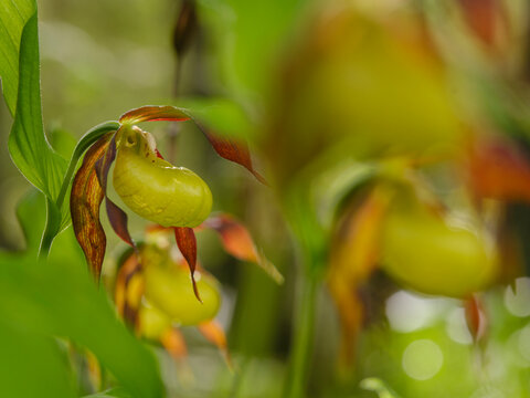 Lady's slipper orchid (Cypripedium calceolus) blooming in a very lush wild woodland for nature exploration, capturing botanical beauty inside the deep wilderness of the Julian Alps, Tarvisio, Italy.