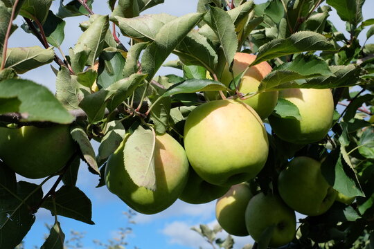Romes apple tree