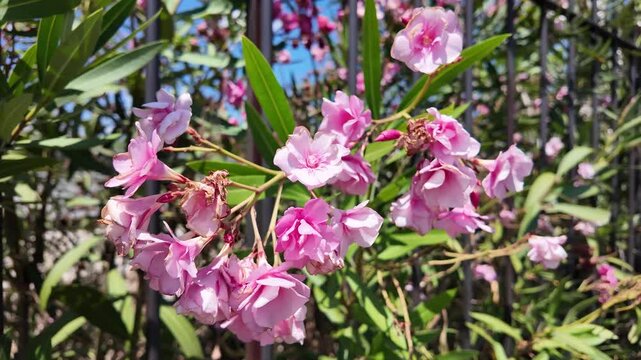 Blooming oleander flowers close-up, slow motion nature footage