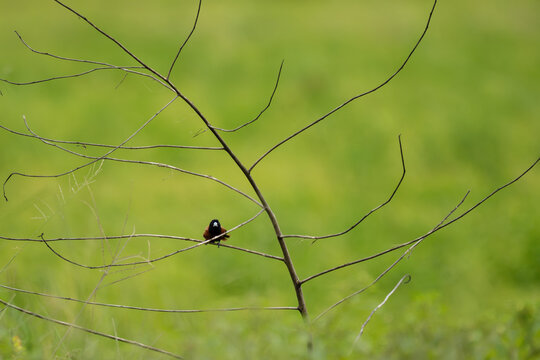 A Chestnut Munia (Lonchura atricapilla) perched on a bare tree branch with a vibrant green grass field background.