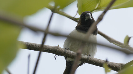 Small White-bellied Munia Bird Perched on a Tree Branch Among Green Leaves in Natural Habitat © Silmiart