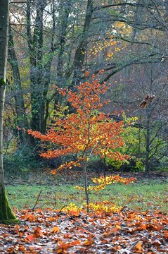 Kleine Buche im Herbst