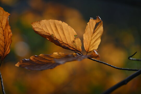 Buchenzweige im Herbst