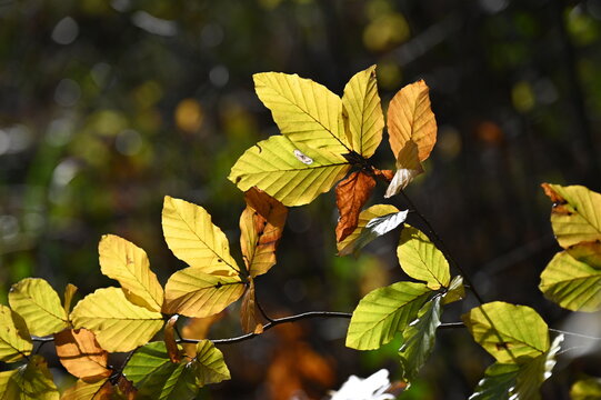 Buchenzweige im Herbst