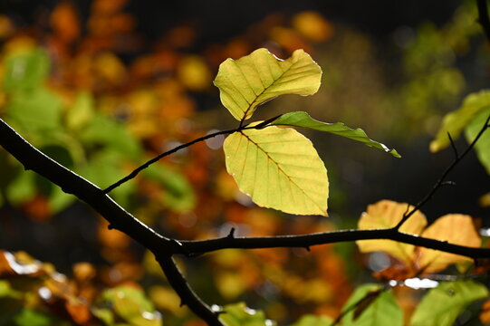 Buchenzweige im Herbst