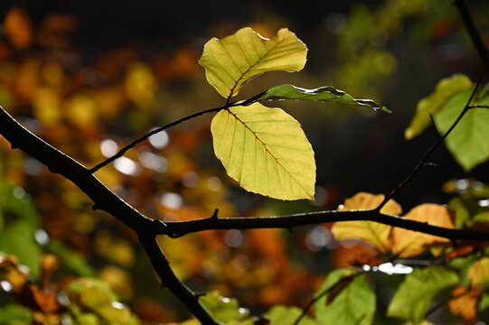 Buchenzweige im Herbst
