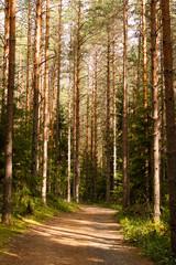 Fototapeta premium Sunlit Pine Forest Trail in Finland