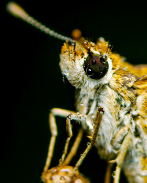 Extreme macro portrait of a fuzzy insect face covered in water droplets against a dark background.
