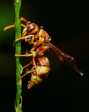 Paper wasp covered in water droplets resting on a green blade of grass in a dark macro setting.