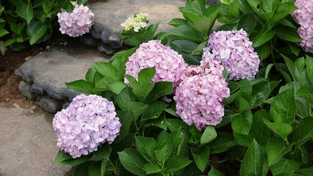 Numerous vibrant pink and purple hydrangea flowers with lush green leaves gently swaying in a light breeze alongside a stone garden path. Lush ornamental hortensia shrubs blooming during springtime