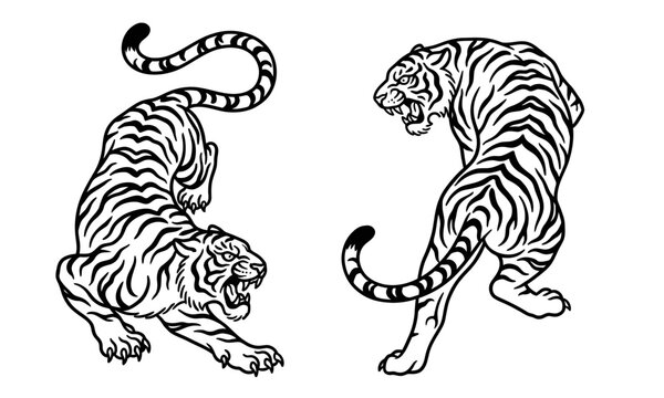 Two aggressive tigers in traditional japanese tattoo style illustration