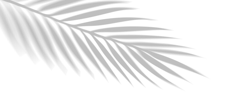 PNG shadow overlay effect of realistic tropical palm leaves isolated on transparent background. Black and white coconut leaf blur shadow overlay summer decorative vector element design.